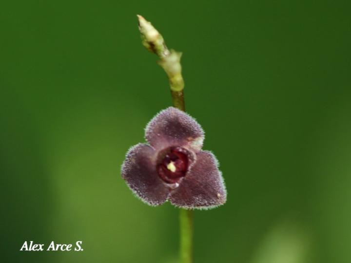 Stelis hammelii