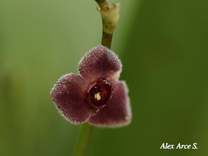Stelis hammelii