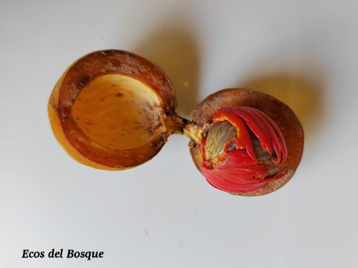 Virola koschnyi (Fruta dorada)