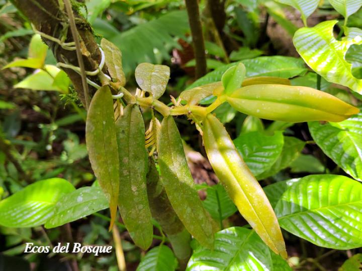 Campylocentrum micranthum