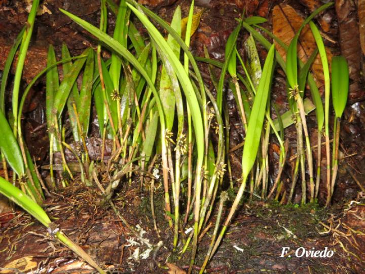 Octomeria costaricensis