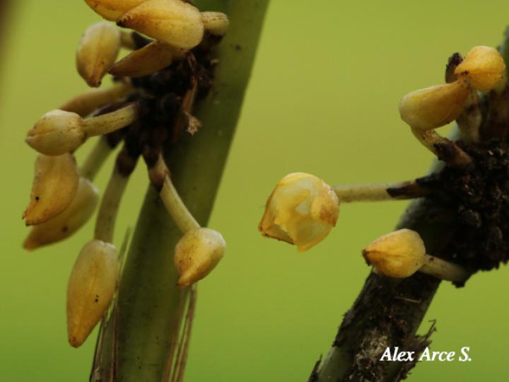 Octomeria costaricensis