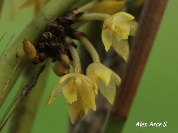 Octomeria costaricensis