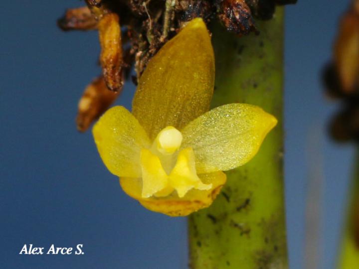 Octomeria costaricensis