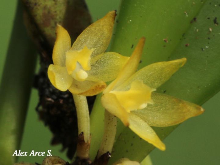 Octomeria costaricensis