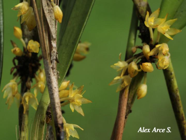 Octomeria costaricensis
