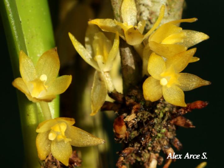 Octomeria costaricensis