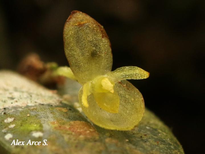 Pleurothallis bitumida