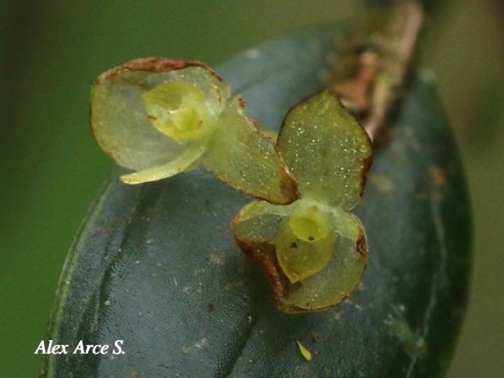 Pleurothallis bitumida