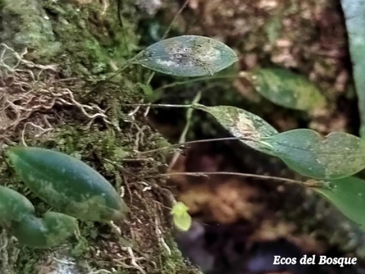 Pleurothallis bitumida