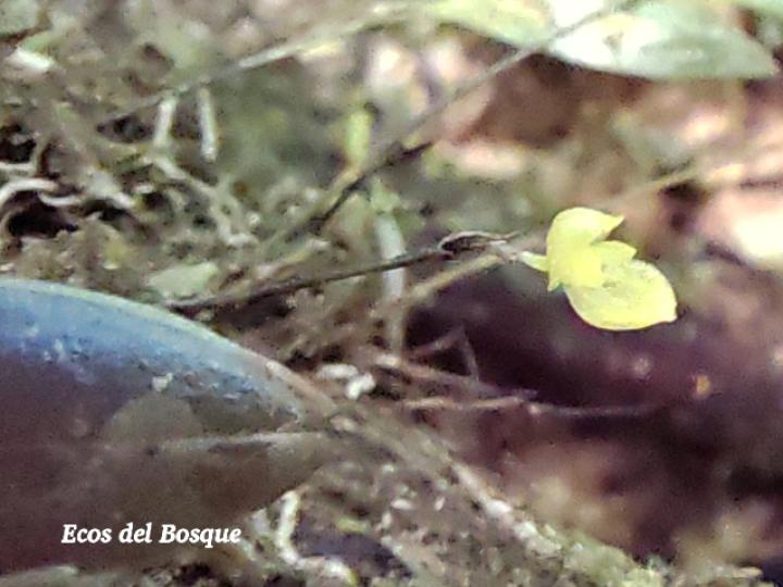 Pleurothallis bitumida