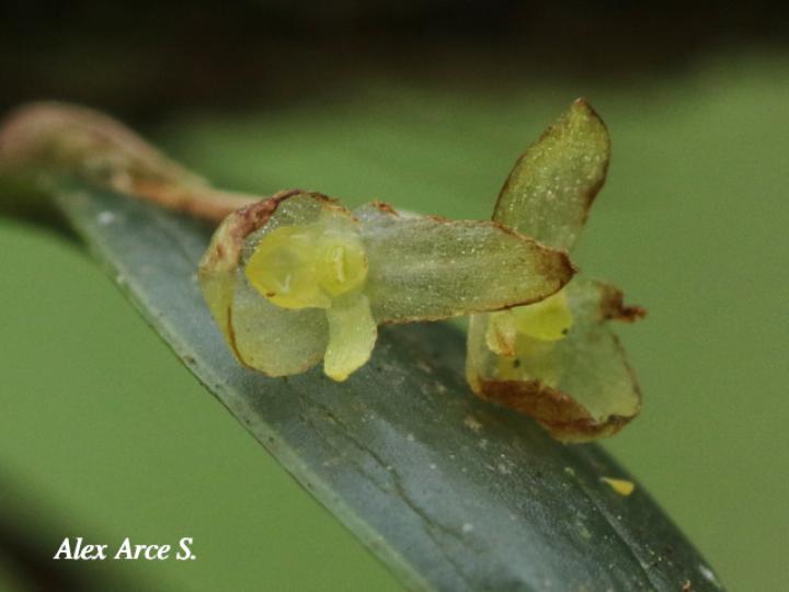 Pleurothallis bitumida