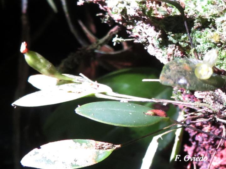 Pleurothallis bitumida