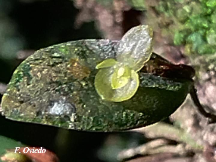 Pleurothallis bitumida