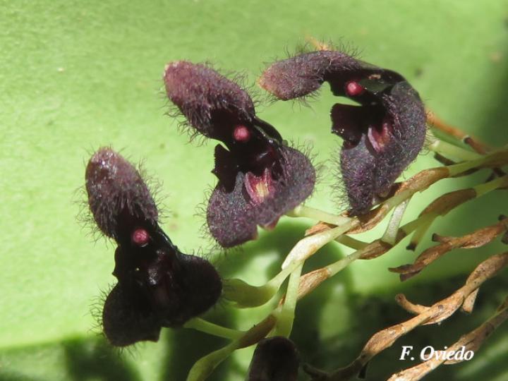 Pleurothallis imrayi