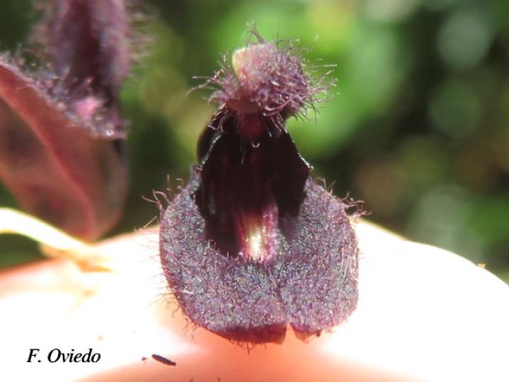 Pleurothallis imrayi