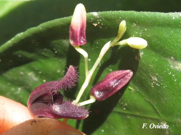 Pleurothallis imrayi