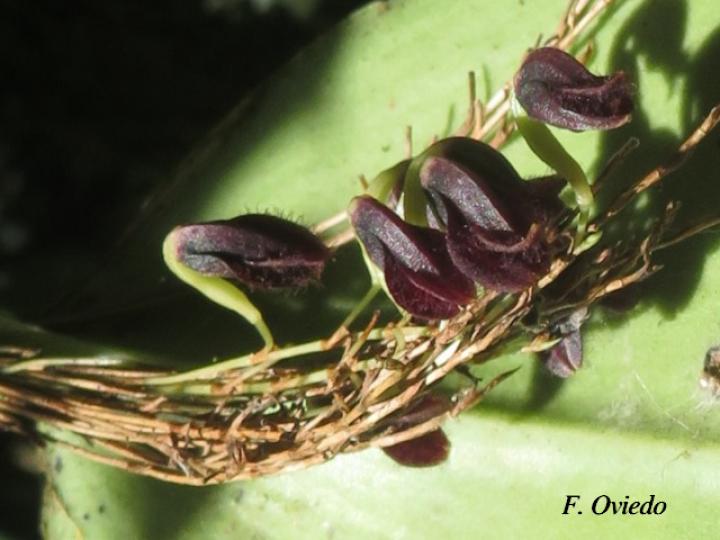 Pleurothallis imrayi