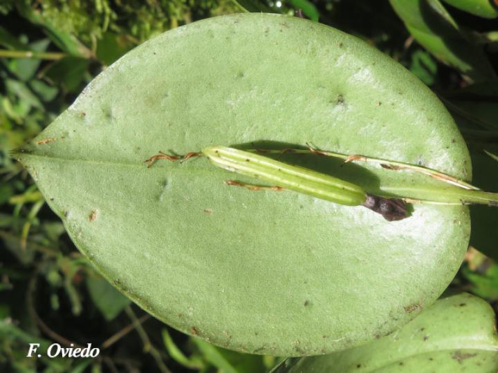 Pleurothallis imrayi