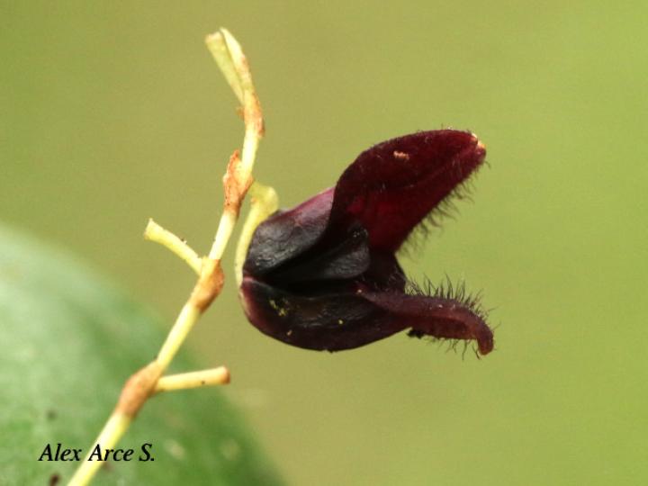 Pleurothallis imrayi