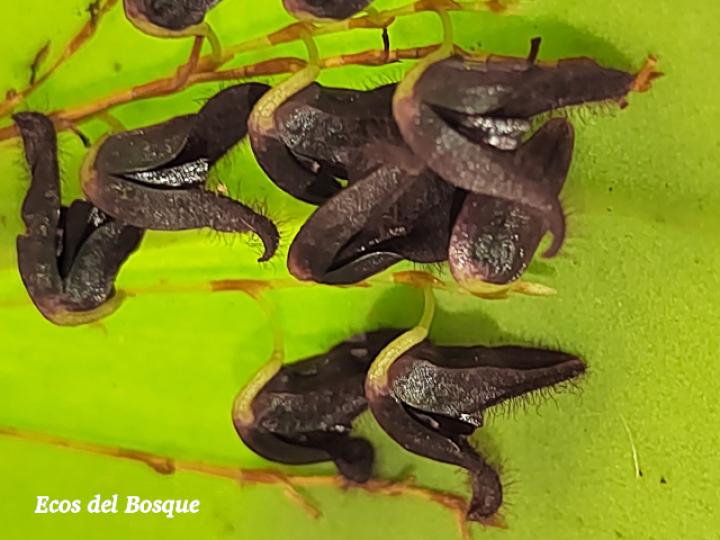 Pleurothallis imrayi