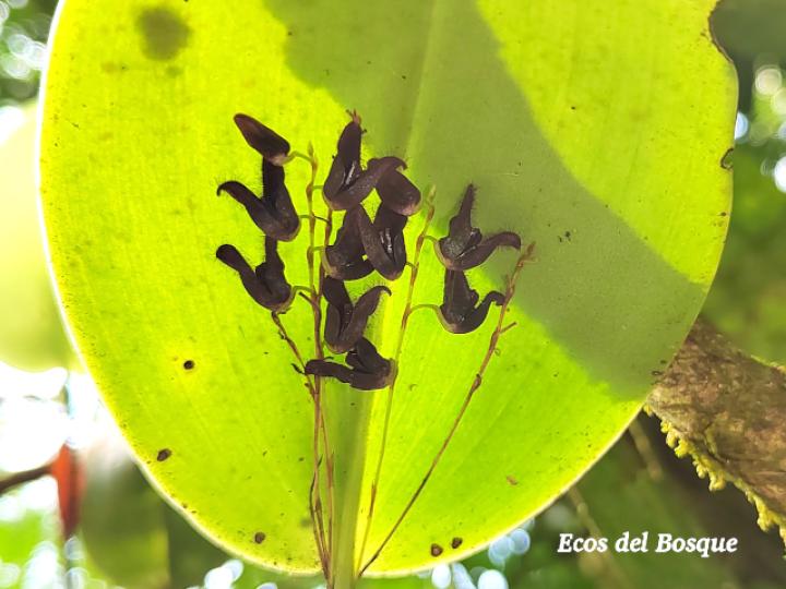 Pleurothallis imrayi