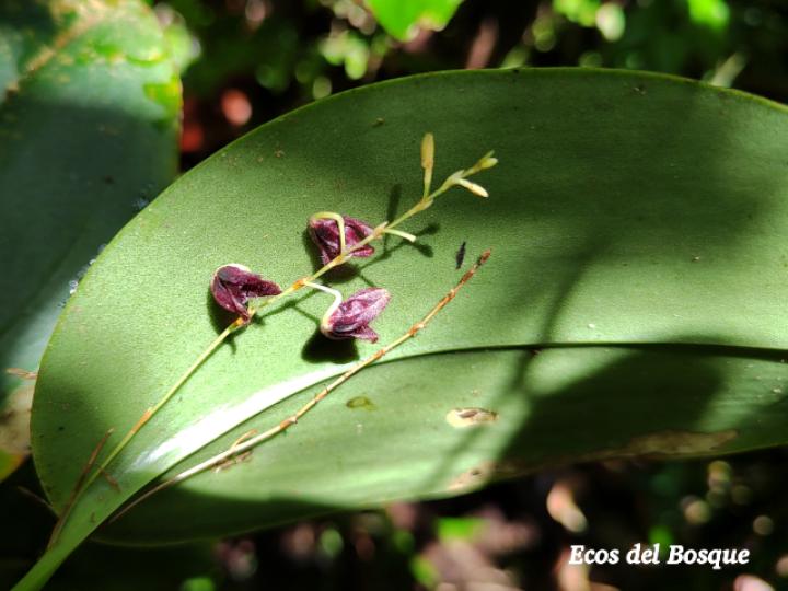 Pleurothallis imrayi