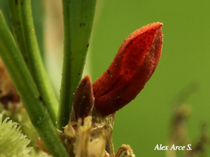 Specklinia tribuloides (Manitas de cangrejo)