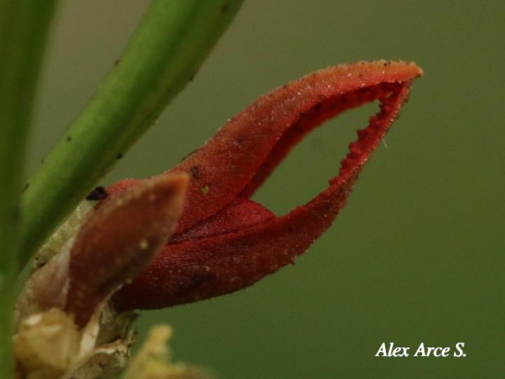 Specklinia tribuloides (Manitas de cangrejo)