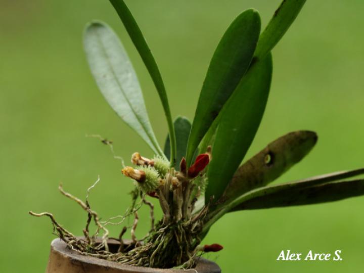 Specklinia tribuloides (Manitas de cangrejo)