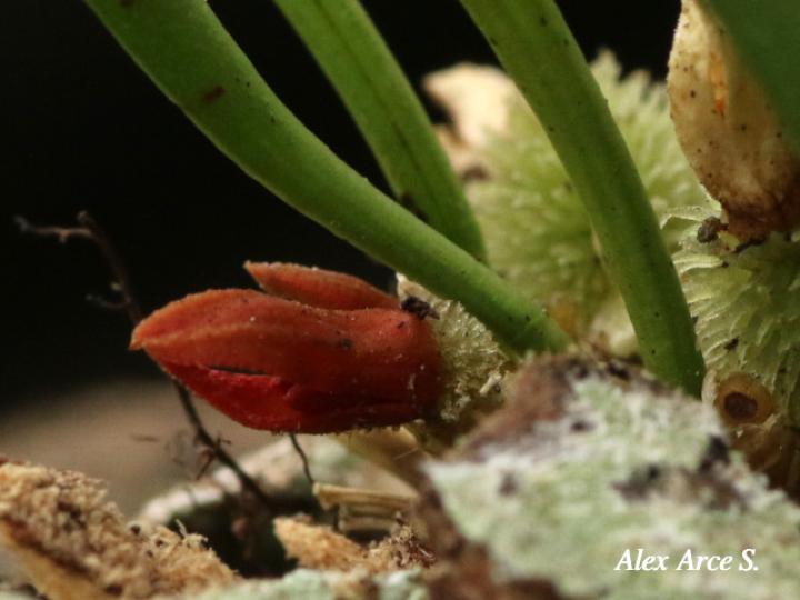 Specklinia tribuloides (Manitas de cangrejo)