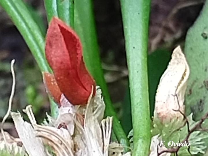 Specklinia tribuloides (Manitas de cangrejo)