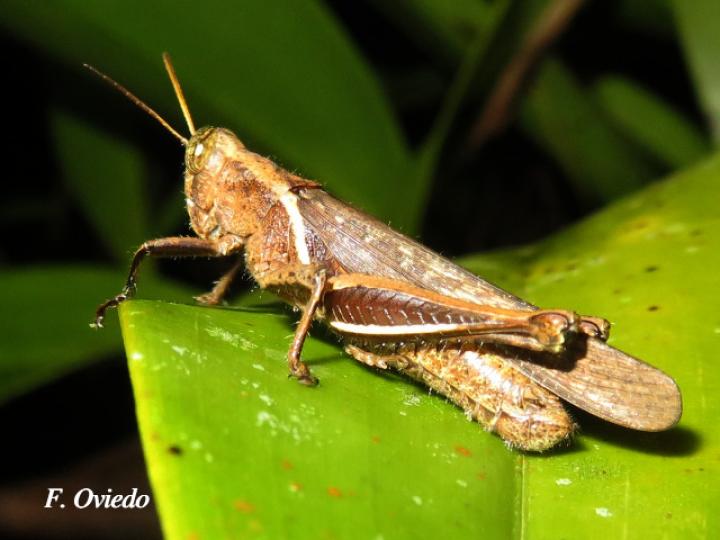 Abracris flavolineata (Saltamontes)