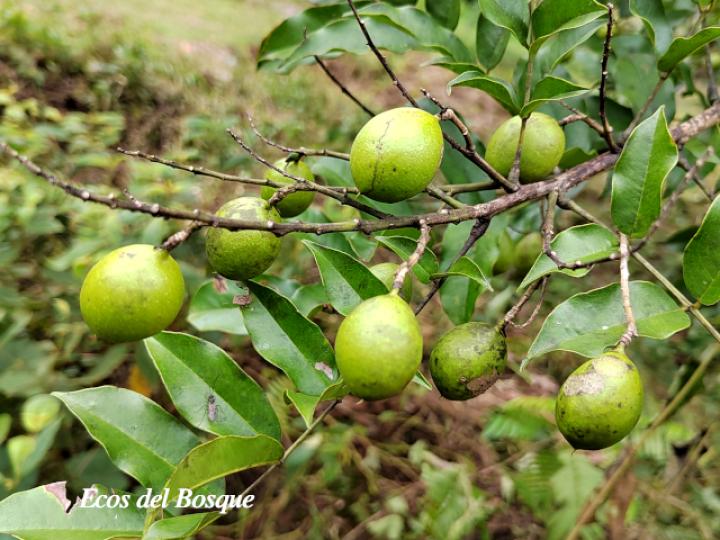 Andira inermis (Almendro de río, Arenillo)