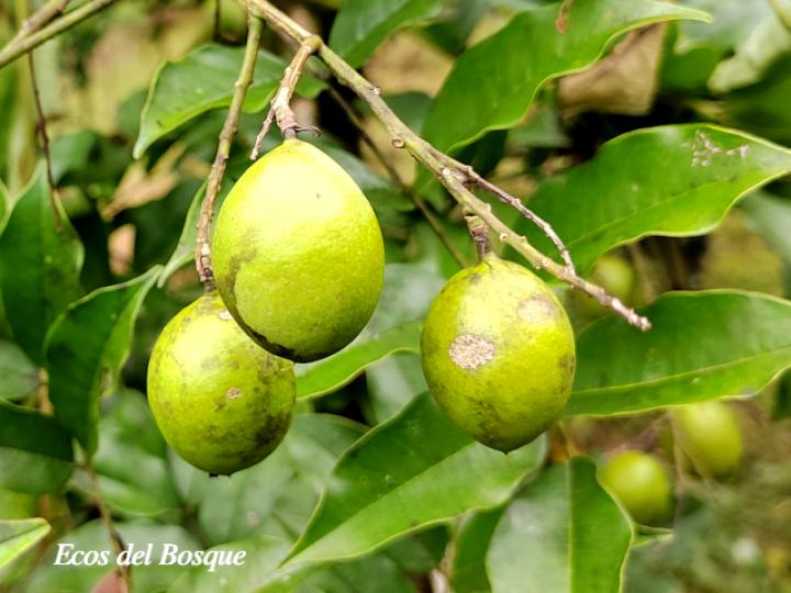 Andira inermis (Almendro de río, Arenillo)