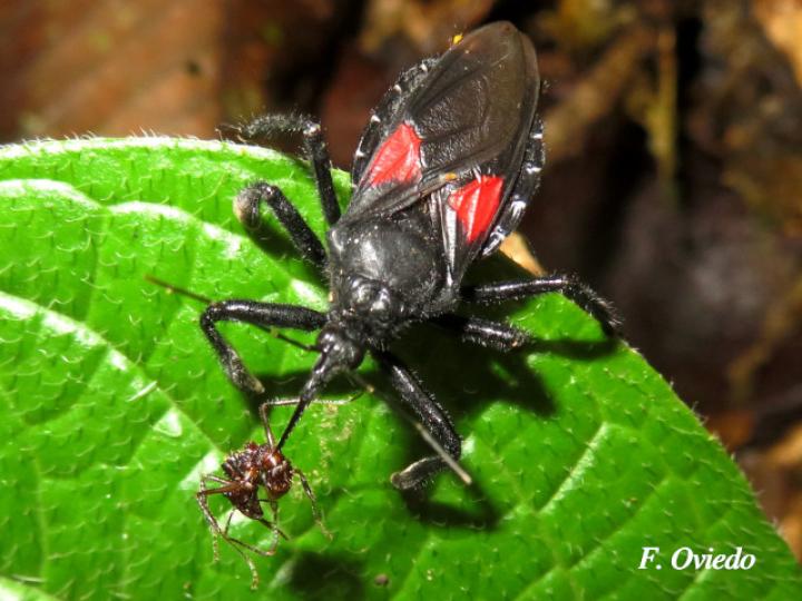 Apiomerus hirtipes (Chinche asesina)