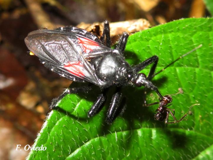 Apiomerus hirtipes (Chinche asesina) Apiomerus hirtipes (Chinche asesina)