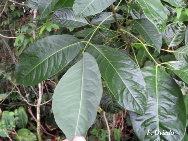 Callichlamys latifolia