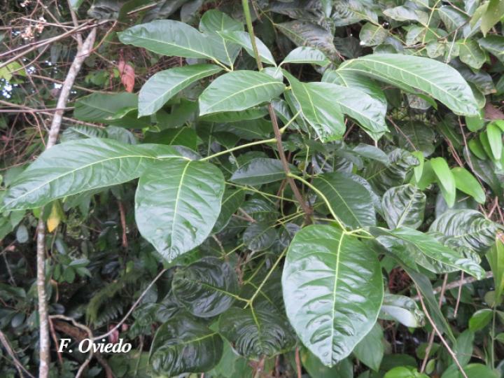 Callichlamys latifolia