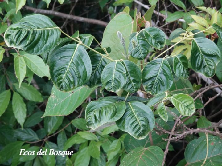 Callichlamys latifolia