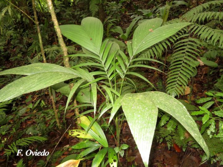 Chamaedorea deckeriana