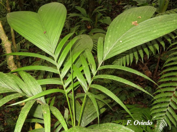 Chamaedorea deckeriana