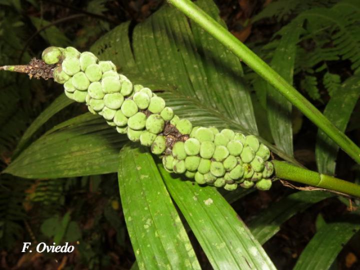 Chamaedorea deckeriana