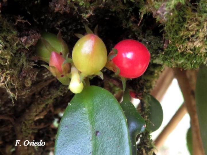 Codonanthe crassifolia, fruto