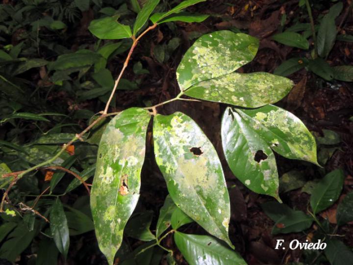 Cynometra hemitomophylla (Guapinol negro)