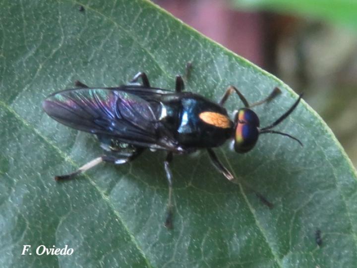 Cyphomyia sp