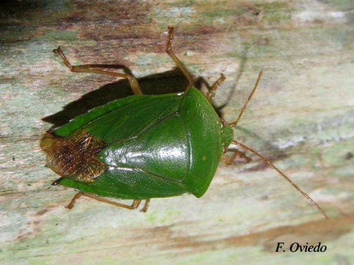 Edessa junix