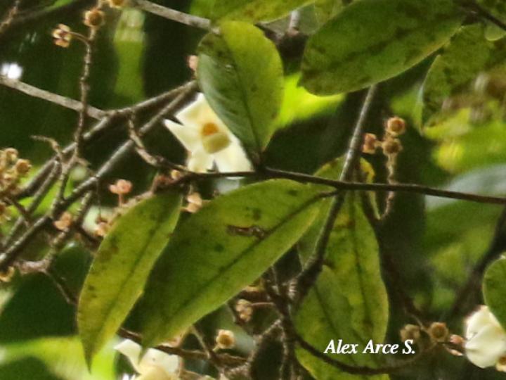 Eschweilera sessilis (Alma negra)