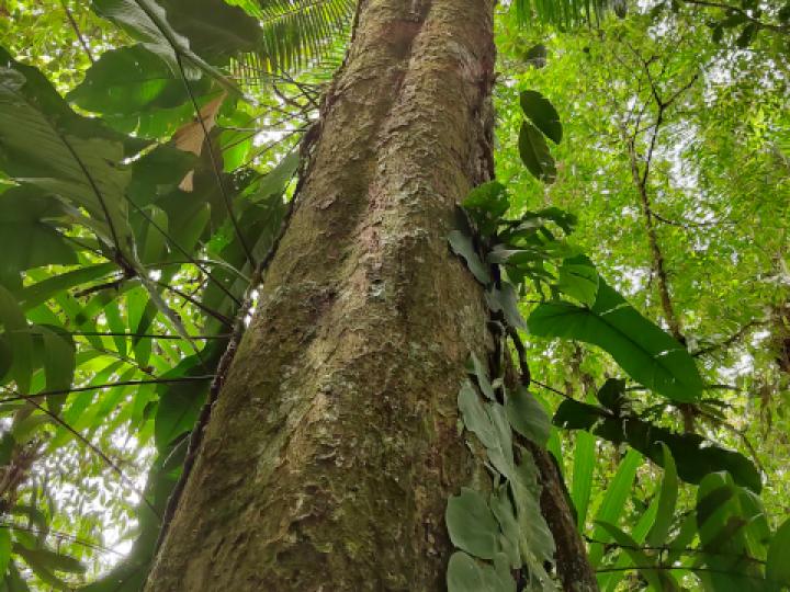 Eschweilera sessilis (Alma negra)