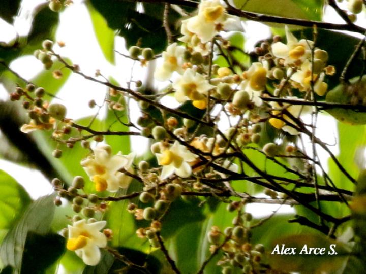Eschweilera sessilis (Alma negra)